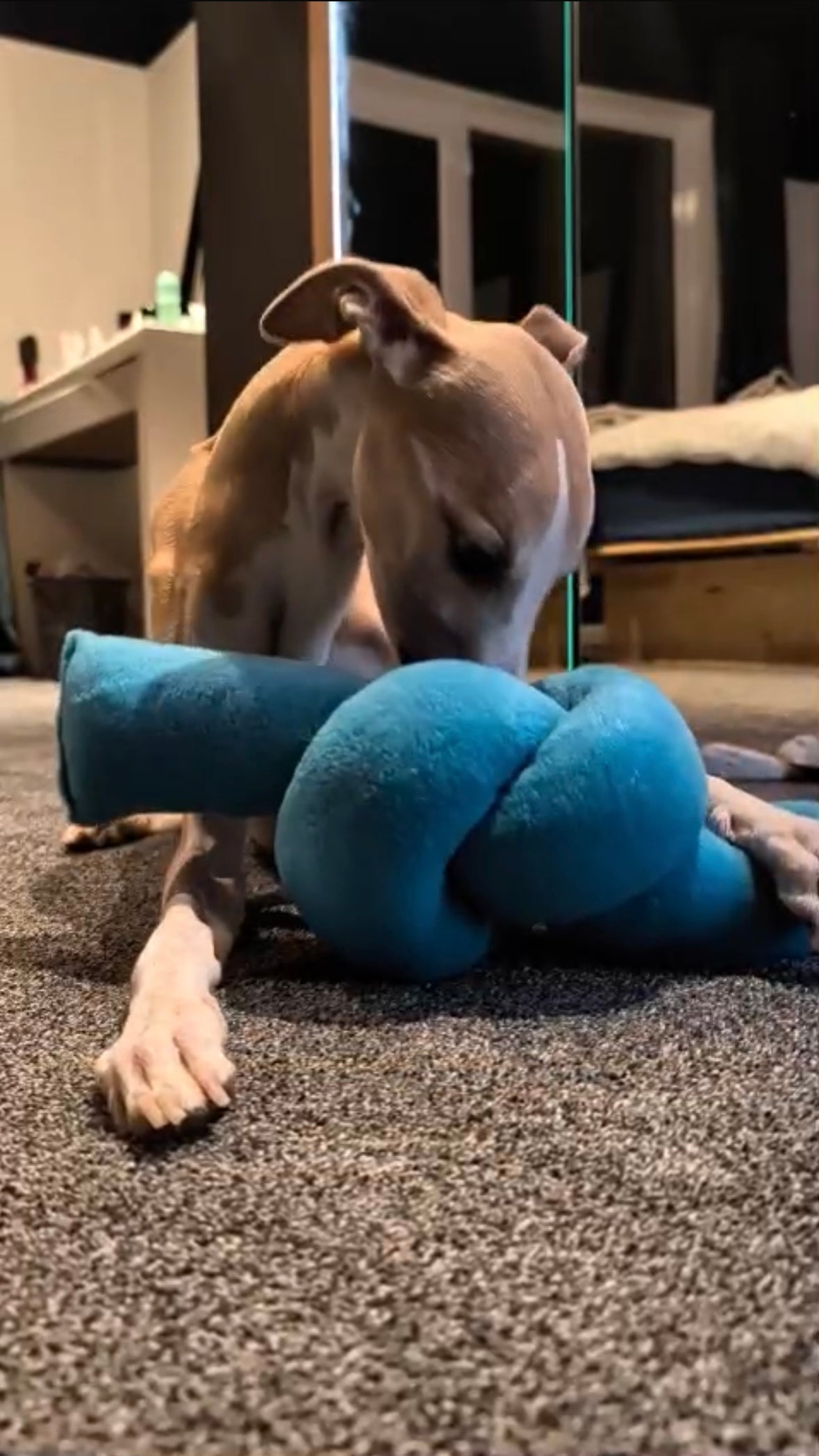 Sniff-a-Knot